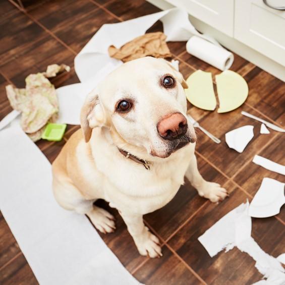 ¿Es Malo Regañar a Los Perros? ¿es Malo Regañar a Los Perros?