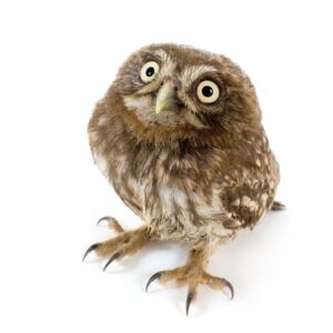 Búhos Como Mascotas: Pautas Y Consejos Generales