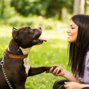 Consejos Para Enseñarle a Su Perro a Usar Collar Y