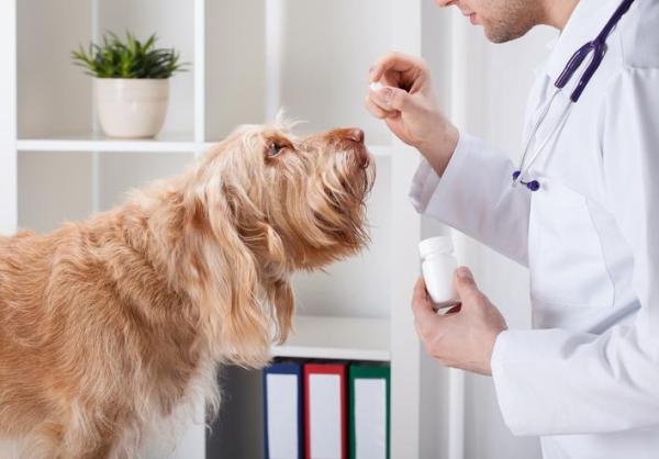 Remedios Caseros para Prevenir Infecciones Urinarias en Perros - Tratamiento de las infecciones del tracto urinario en perros