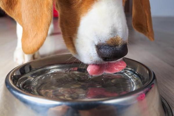 Remedios caseros para prevenir infecciones urinarias en perros: señales de que su perro puede estar sufriendo una infección del tracto urinario