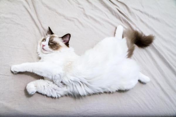 ¿Puedo lavar a mi gato con champú? - ¿Cómo evito que mi gato se ensucie?