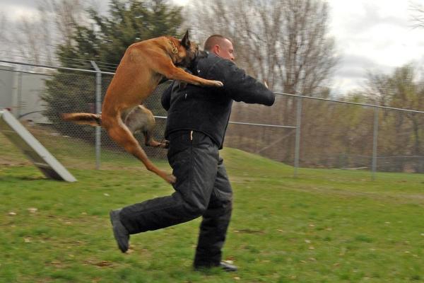 ¿Qué son los perros de ataque? - Consecuencias de una mala formación