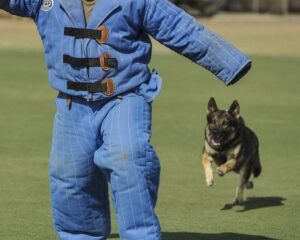 ¿qué Son Los Perros De Ataque?