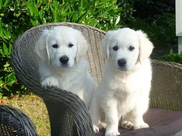 Diferencias entre Labrador y Golden Retriever ¿Cuál es el origen del Golden Retriever?
