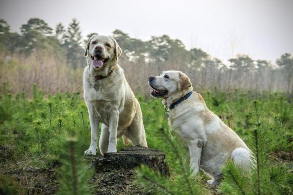 Diferencias entre Labrador y Golden Retrievers - La morfología de los Labrador Retrievers