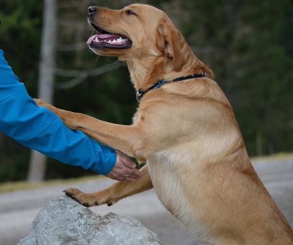 Diferencias entre Labrador y Golden Retriever - Temperamento del Labrador Retriever