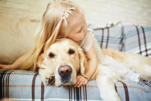 Diferencias entre Labrador y Golden Retriever - Temperamento del Golden Retriever