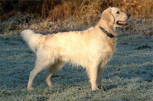 Diferencias entre Labrador y Golden Retrievers - La morfología de los Golden Retrievers