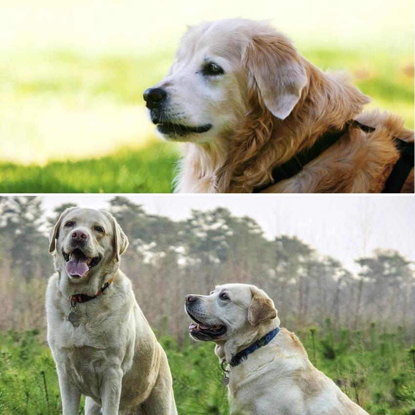 Diferencias Entre Labrador Y Golden Retriever