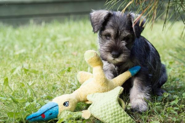 Consejos para lidiar con un Schnauzer destructivo: ¿qué más puedes hacer?