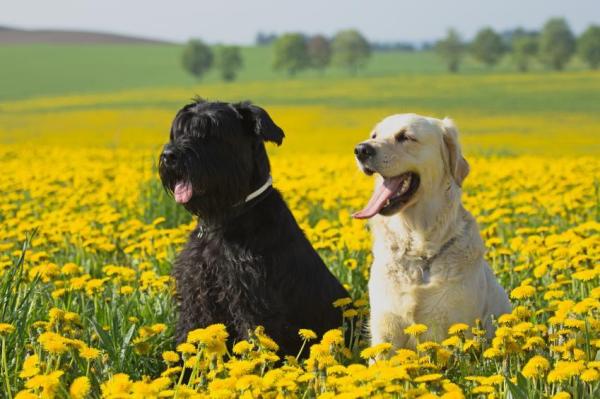 Consejos para lidiar con un Schnauzer destructivo - Paseos y ejercicios para perros schnauzer