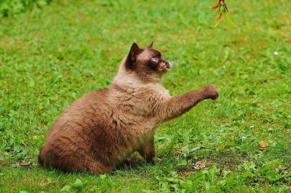 A mi gato se le está cayendo el pelo: ¿qué debo hacer? - Efectos del estrés en el pelaje del gato