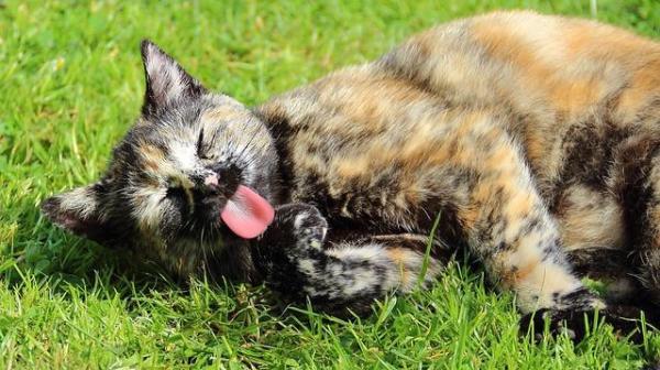 A mi gato se le está cayendo el pelo: ¿qué debo hacer? - ¿Los gatos mudan?
