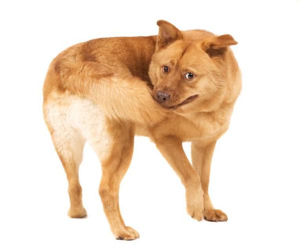 10 Señales de que tu Perro está Estresado - 2. Aparición de estereotipias