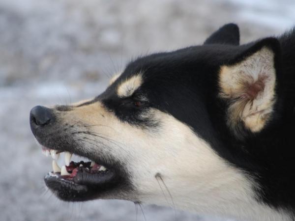 10 señales de que tu perro está estresado - 3. Reacciones exageradas