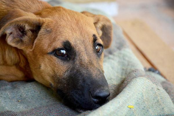 10 Señales de que tu perro está estresado - 8. Pérdida de pelo