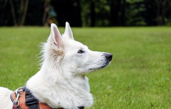 10 Señales de que tu Perro está Estresado - 4. Falta de atención