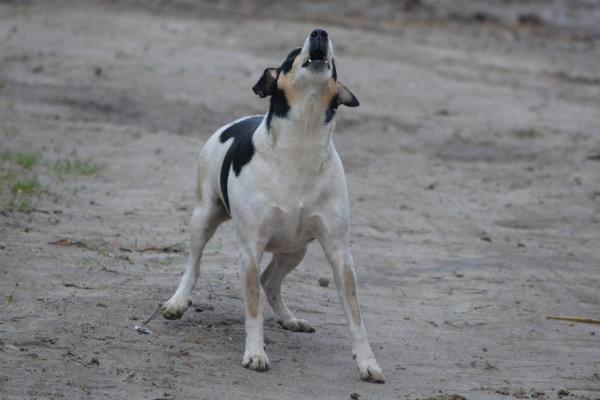 10 Señales de que tu Perro está Estresado - 7. Luchar o huir 