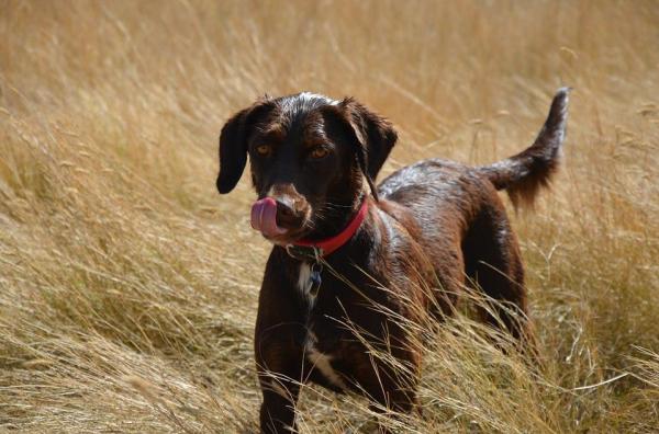 10 Señales de que tu Perro está Estresado - 9. Rigidez muscular
