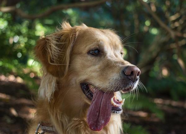 10 Señales de que tu Perro está Estresado - 6. Jadeo excesivo
