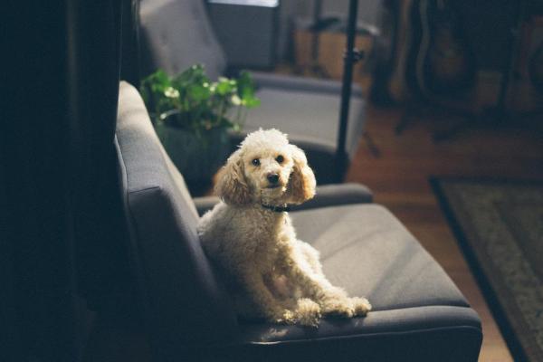 10 Señales de que tu Perro está Estresado - 10. Cambios de comportamiento