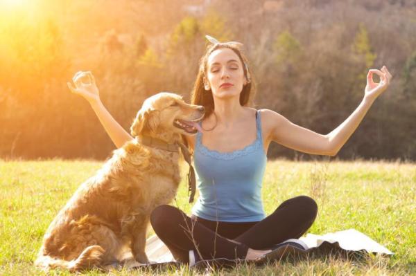 10 señales de que tu perro está estresado - Cómo ayudar a un perro estresado