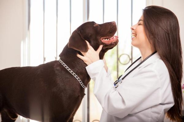 Paso a paso para limpiar las orejas de un perro - Paso 6