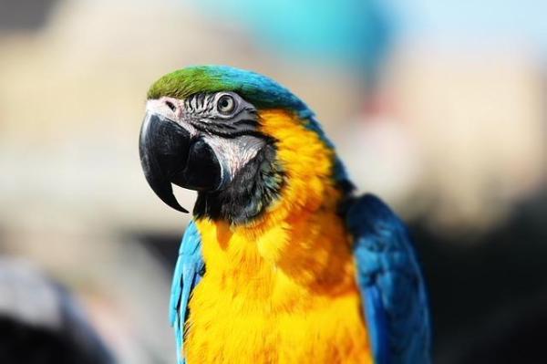 Guacamayos como mascotas - Guacamayo azul y amarillo