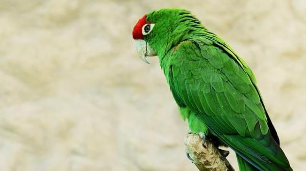 Guacamayos como mascotas - Guacamayo frente castaño