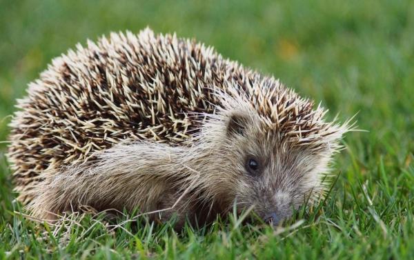 Tipos de erizos: una guía completa - Amur hedgehog