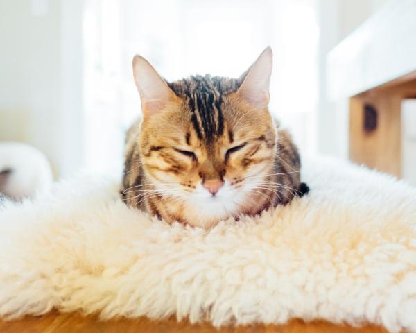 ¿Qué significan las diferentes posiciones para dormir de los gatos? - 4. Acostado de frente con la cabeza sin apoyo.