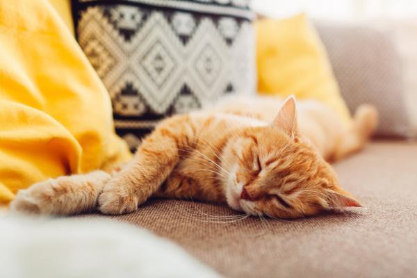 ¿Qué significan las diferentes posiciones para dormir de los gatos? - 2. Estirado