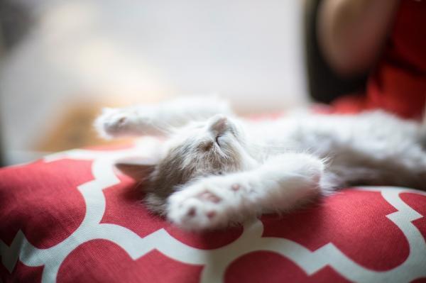 ¿Qué significan las diferentes posiciones para dormir de los gatos? - 3. Acostado boca arriba