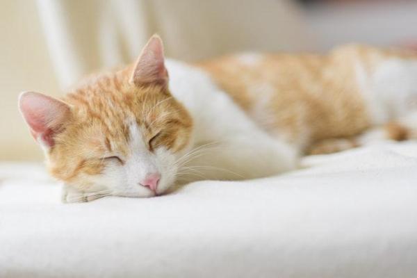 ¿Qué significan las diferentes posiciones para dormir de los gatos? - 5. Acostado de frente con la cabeza apoyada