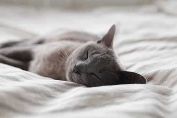 ¿Qué significan las diferentes posiciones para dormir de los gatos? - 6. Acostado de lado