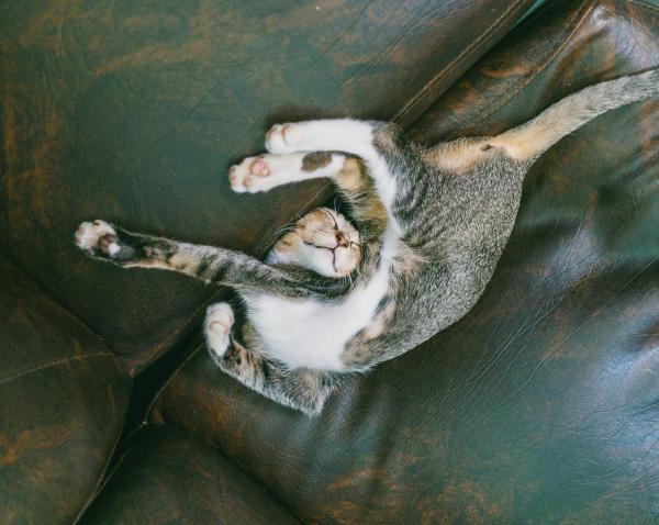 ¿Qué significan las diferentes posiciones para dormir de los gatos? - Posiciones para dormir de gatitos jóvenes.