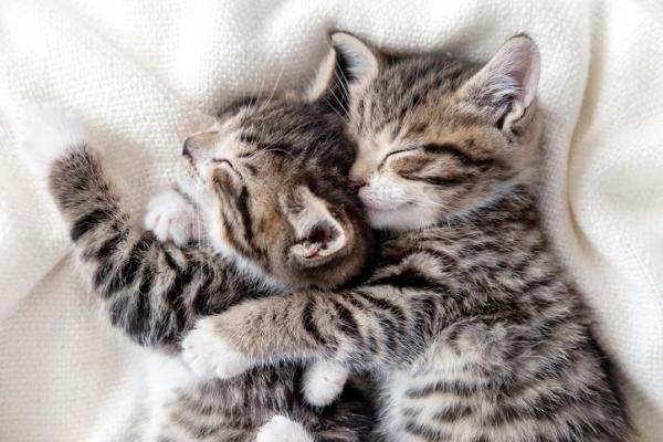 ¿Qué significan las diferentes posiciones para dormir de los gatos? - 8. En un abrazo