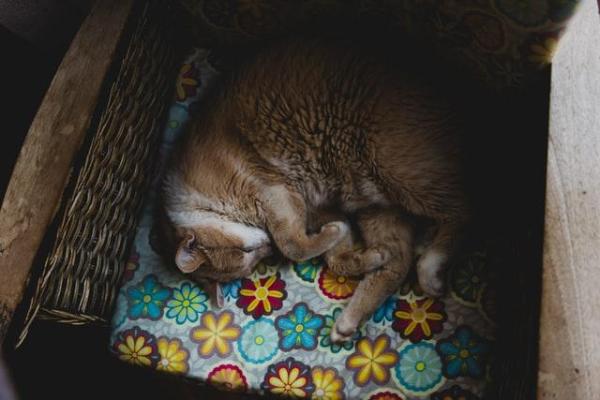 ¿Qué significan las diferentes posiciones para dormir de los gatos? - 7. Cubierto