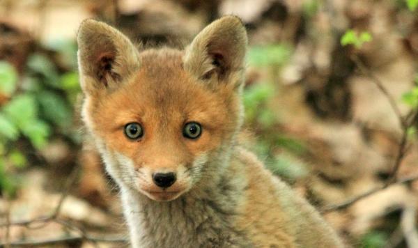 Zorros como mascotas: pautas y consejos generales - Diferentes motivos para adoptar un zorro como mascota