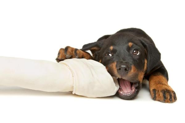 Cómo hacer un hueso casero para tu perro - Paso 5