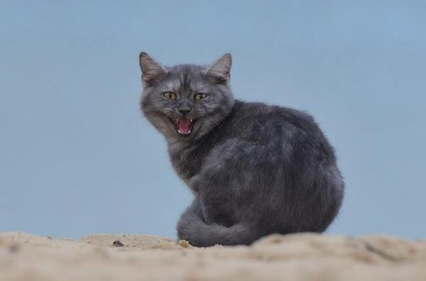 ¿Por qué te muerde tu gato? - Otras situaciones