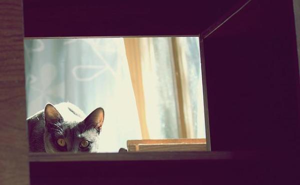 ¿Por qué te muerde tu gato? - Morder por miedo