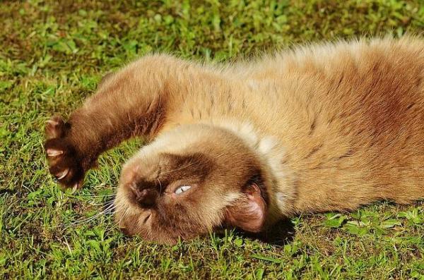 ¿Por qué te muerde tu gato? - Morder causado por la interacción social.