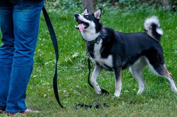 Mi perro se escapa: ¿qué debo hacer? - Seguir entrenando fuera de casa