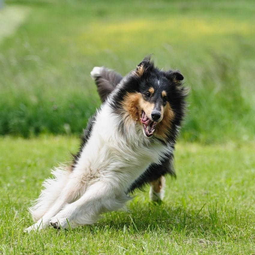 Mi Perro Se Escapa: ¿qué Debo Hacer? Mi Perro Se Escapa: ¿qué Debo Hacer?