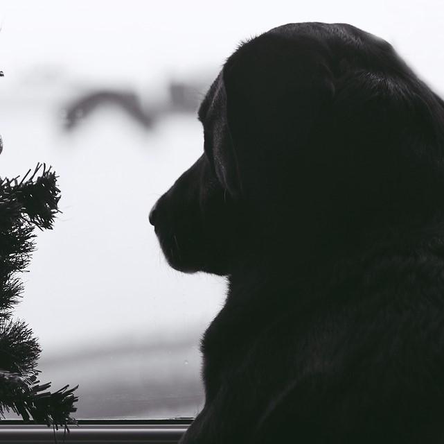 ¿Por Qué Los Perros Lloran Cuando Se Los Deja Solos? ¿por Qué Los Perros Lloran Cuando Se Los Deja Solos?