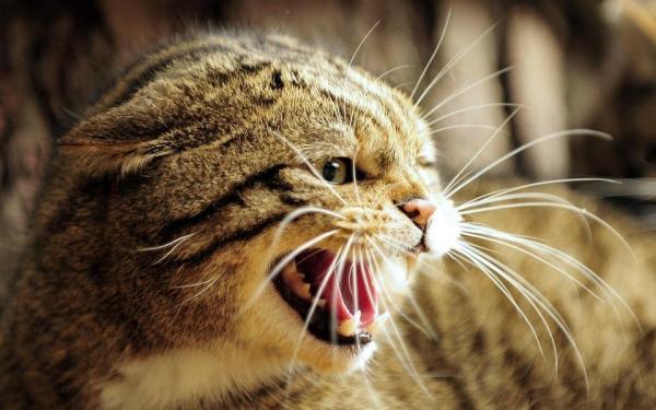 Mi gato me silba de repente: siente dolor