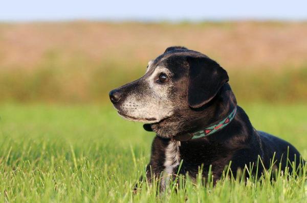 ¿Con qué frecuencia debes pasear a tu perro?  - Pasear a un perro anciano