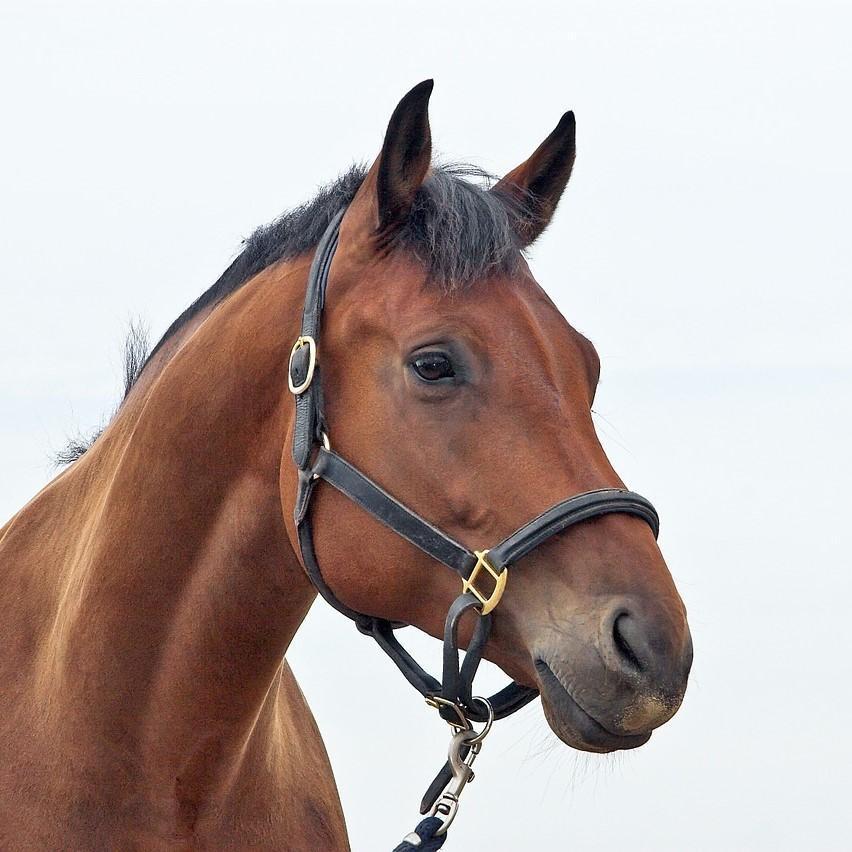 ¿Cómo Se Clasifican Los Caballos en Tipos? ¿cómo Se Clasifican Los Caballos en Tipos?